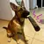 Brinquedo de Pelúcia com Som para Cães Pequenos - Charuto Canino Divertido - - Maia Pet Shop