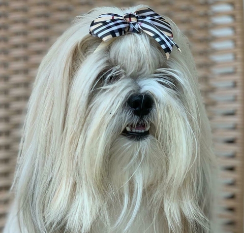 Tiara Pet na Meia de Seda