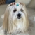 Tererê Para Penteado Pet - 50 unidades coloridas na internet