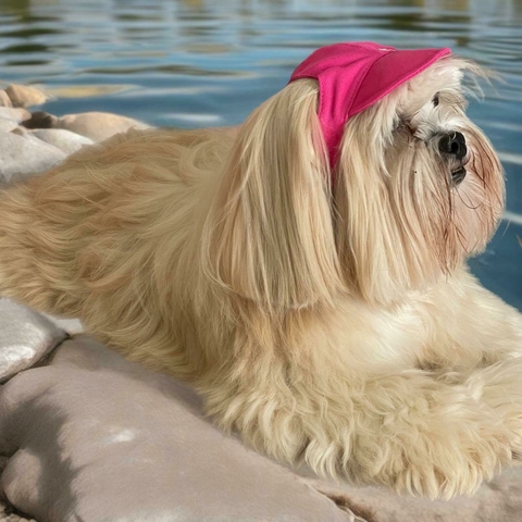 Boné/Viseira/Chapéu Pet