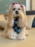 Bandana Pet Dupla Face Jeans - Megan Moda Pet |  Acessórios e Roupas para pets