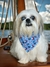 Bandana Náutica para pet na internet