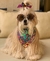 Bandana Pet Caveiras Mexicanas - comprar online