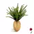 ASPARGO-PLUMA PEACH