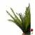 ASPARGO-PLUMA PEACH - comprar online