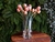 TULIPAS (ROSA QUEIMADO) - comprar online