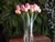 TULIPAS (ROSA) - comprar online