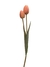 TULIPA (ROSA QUEIMADO)