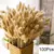 Bouquet De Flores Secas De Pampas Fofos, Decoração De Casa, Coelho Natural Cau - DOMU DECOR