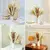Bouquet De Flores Secas De Pampas Fofos, Decoração De Casa, Coelho Natural Cau