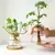 Imagem do 2/1 Pcs Vasos de flores de vidro para plantas hidropônicas, decoração de casa