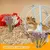 Flor seca hamster desodorização cama pequeno animal desodorante flor e planta