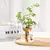 2/1 Pcs Vasos de flores de vidro para plantas hidropônicas, decoração de casa - DOMU DECOR
