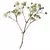 Flores secas a granel de Gypsophila para Pressionar Artesanato, Materiais DIY pa - comprar online