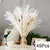 Bouquet De Flores Secas De Pampas Fofos, Decoração De Casa, Coelho Natural Cau na internet