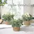 Xiya flor verde plantas artificiais eucalipto flores tecido pequenos vasos de pl - DOMU DECOR