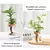 2/1 Pcs Vasos de flores de vidro para plantas hidropônicas, decoração de casa - comprar online