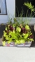 Kit de plantines - comprar online
