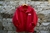 Campera Topper en internet