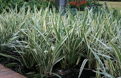 Banner de la categoría HERBACEAS