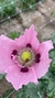 AMAPOLA ROSA DOBLE MIX - comprar online