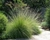 Muhlenbergia rigens