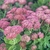 Sedum spectabile - comprar online