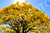 Ipê amarelo [022] - comprar online