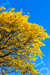 Ipê amarelo [023] - comprar online