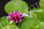 Flor de lótus [031] - comprar online