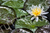 Flor de lótus [032] - comprar online