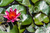Flor de lótus [033] - comprar online
