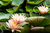 Flor de lótus [036] - comprar online