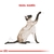 Royal Canin (Siamese Adult x 7,5 kg) - Milicotas