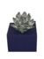 Flor de Loto