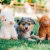 Brinquedo De Pelúcia Pet Shop Cães Vaquinha pelinho Mordedor Apito - comprar online