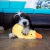 Brinquedo De Pelúcia Pet Shop Cães patinho Mordedor Apito-34cm - comprar online