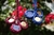kit cacho - comprar online