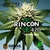 MIX DE GENETICAS RINCON 420 en internet