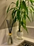 DIFUSOR DE VARETAS 200ML - comprar online