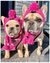 Gorro Pet | Para Cachorro e Gato - VET WORD