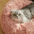 Cama Confortável para Cães e Gatos - VET WORD