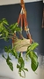 Suporte de Plantas Bicolor - Oásis Boho decor