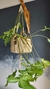 Imagem do Suporte de Plantas Bicolor