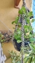 Imagem do Suporte de Plantas Amizade