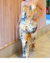 CONJUNTO PRINT - Asa Boutique 