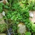 La Música de las Plantas - TALLER ONLINE en internet
