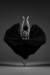 SAIA BLACK SWAN - tienda online