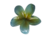 Broche Hawaiano Grande celeste con amarillo