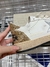 Golden Goose Back Gold Glitter